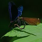 Im Dunkeln ist gut munkeln - Calopteryx virgo