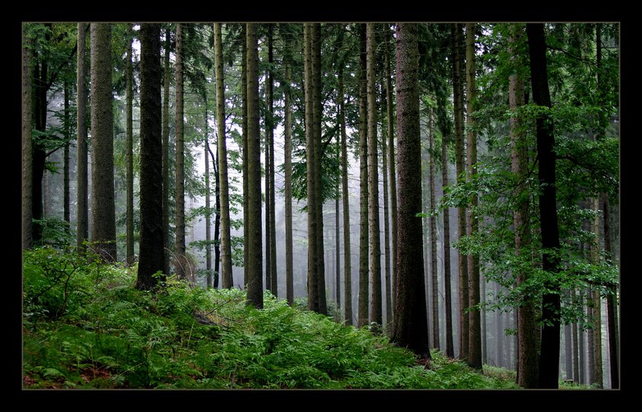 Im dunklem Wald