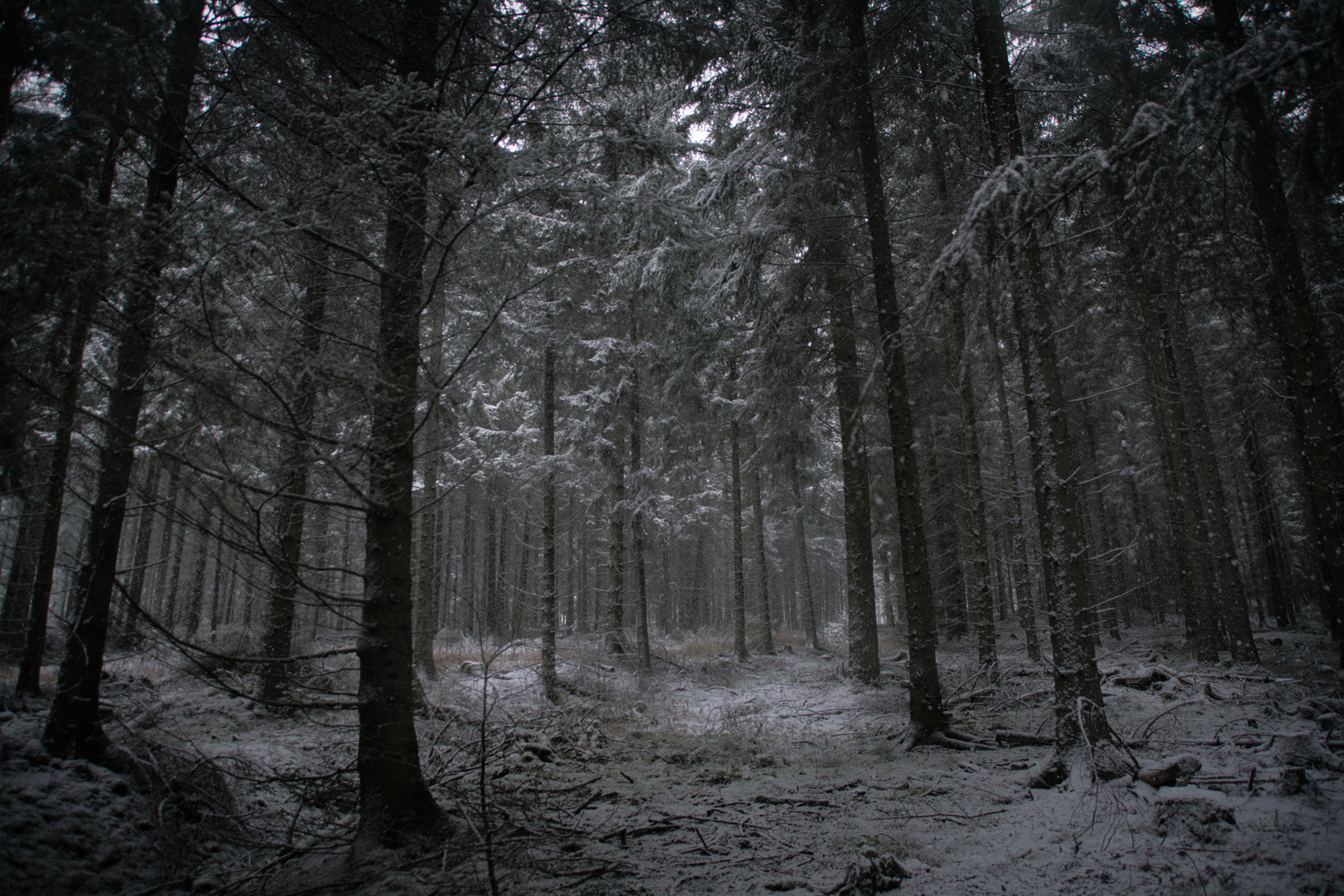 Im dunklem Wald