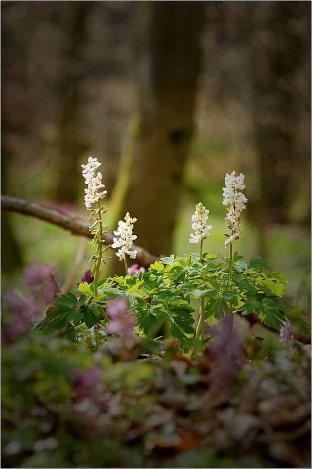 Im dunklen Frühlingsblüherwald # 2