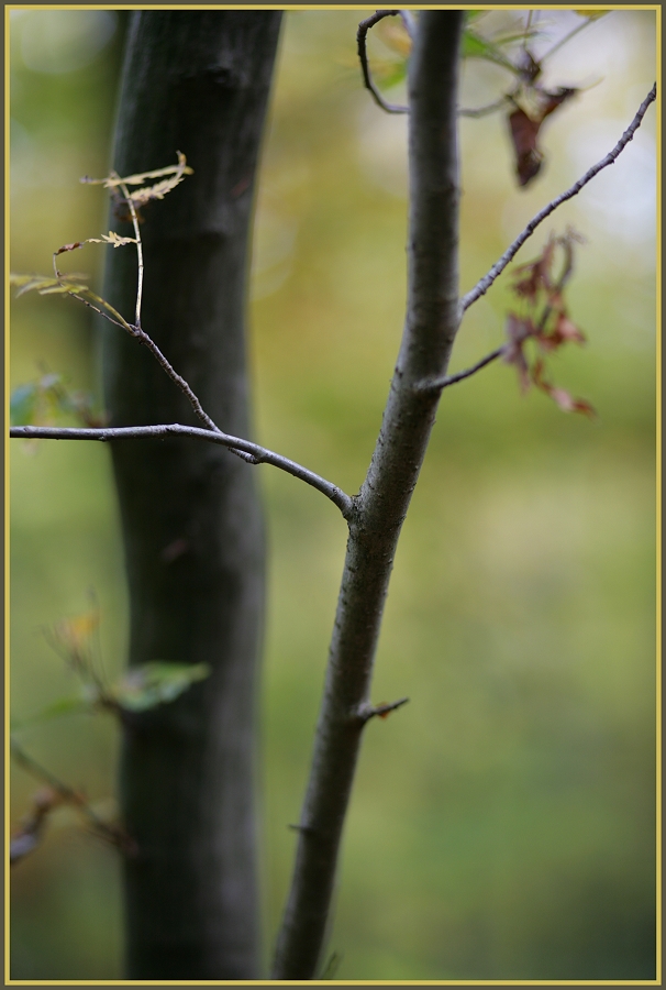 Im (dunklen Märchen-) Herbstwald