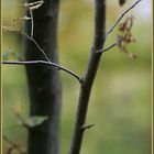 Im (dunklen Märchen-) Herbstwald