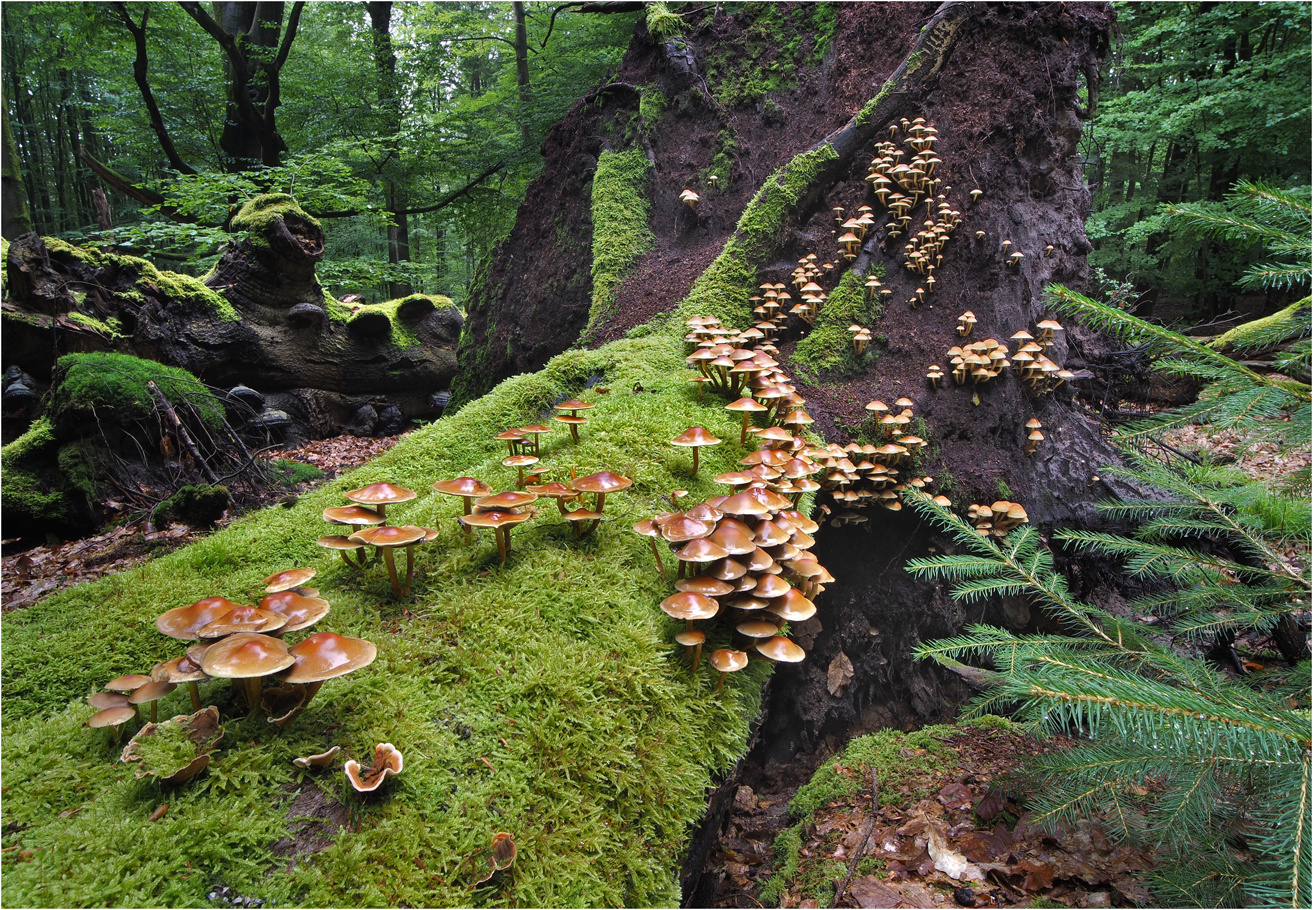 Im dunklen, tiefen Wald