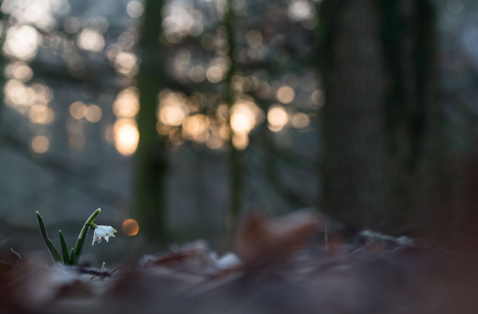 _im dunklen wald_