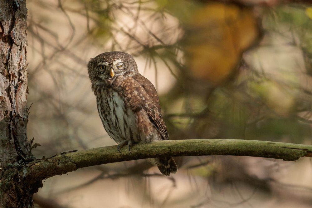 Im dunklen Wald...