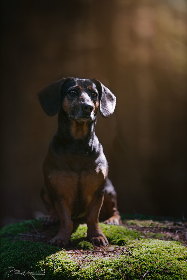 Im dunklen Wald