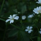 im dunklen Wald