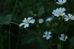 im dunklen Wald