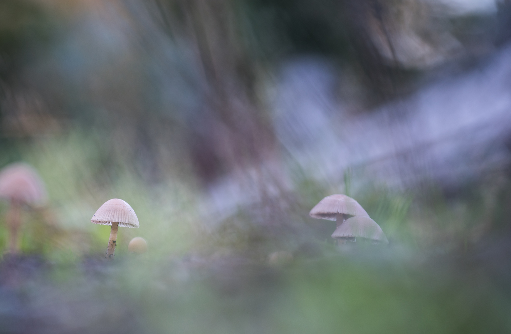 ___im dunklen Wald___