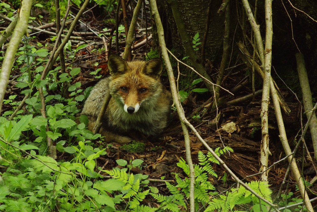 Im dunklen Wald