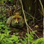 Im dunklen Wald