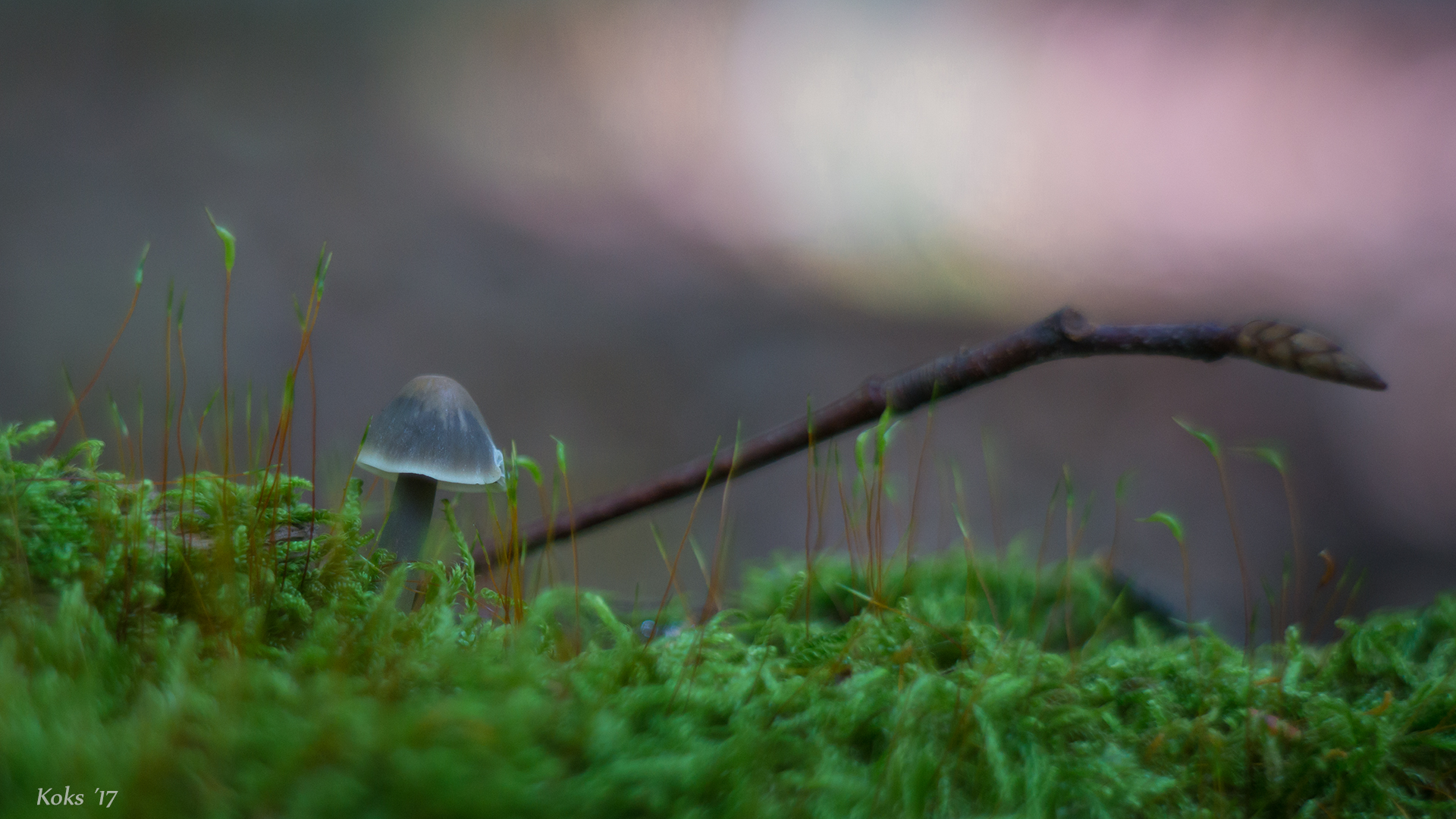 im dunklen Wald