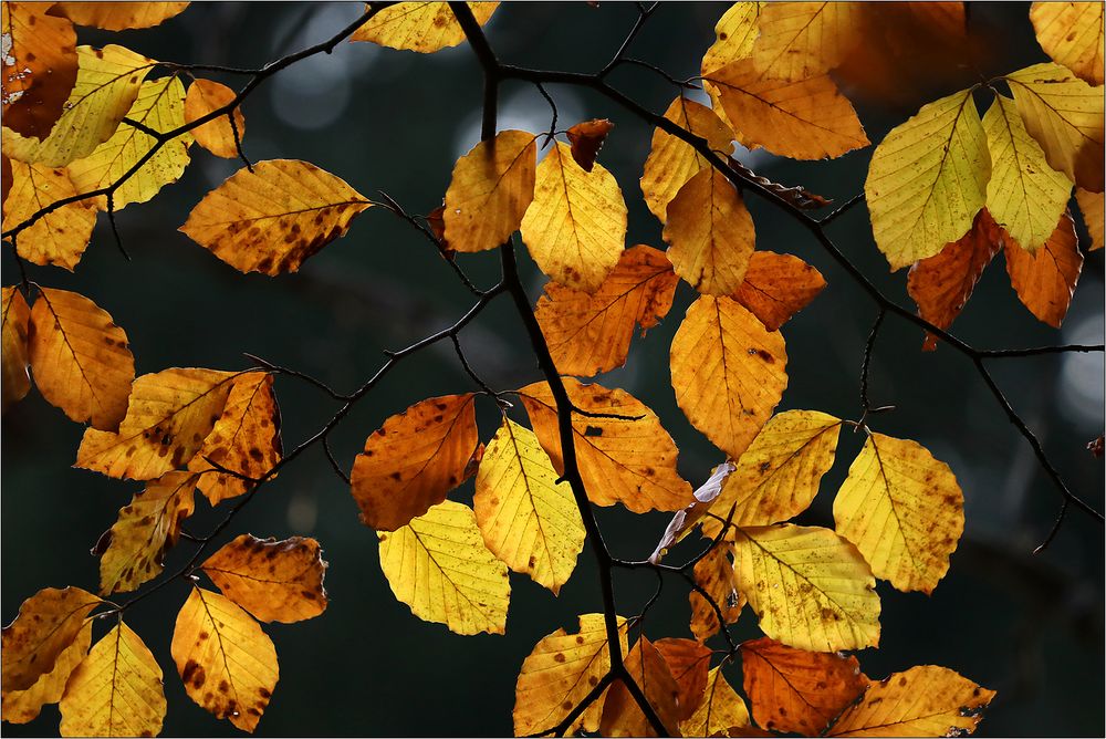 Im dunklen Wald...