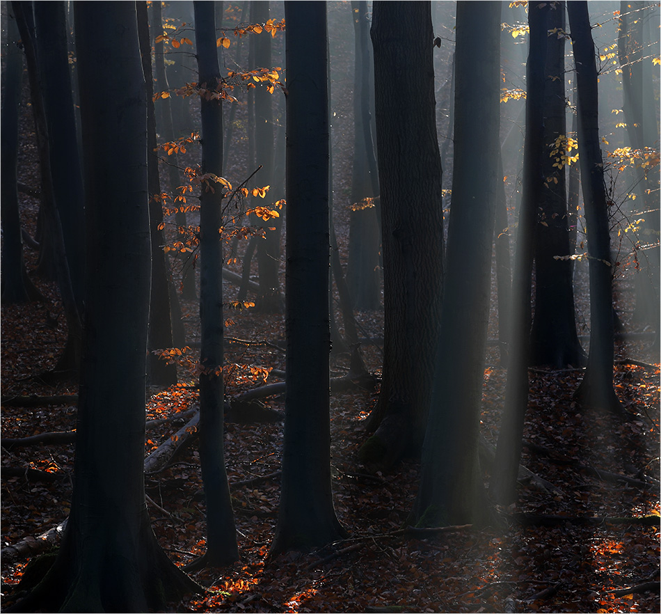 Im dunklen Wald