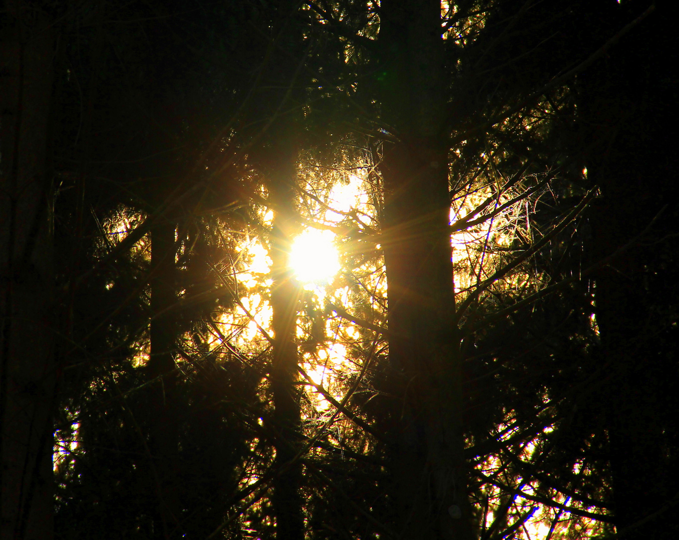 im dunklen Wald