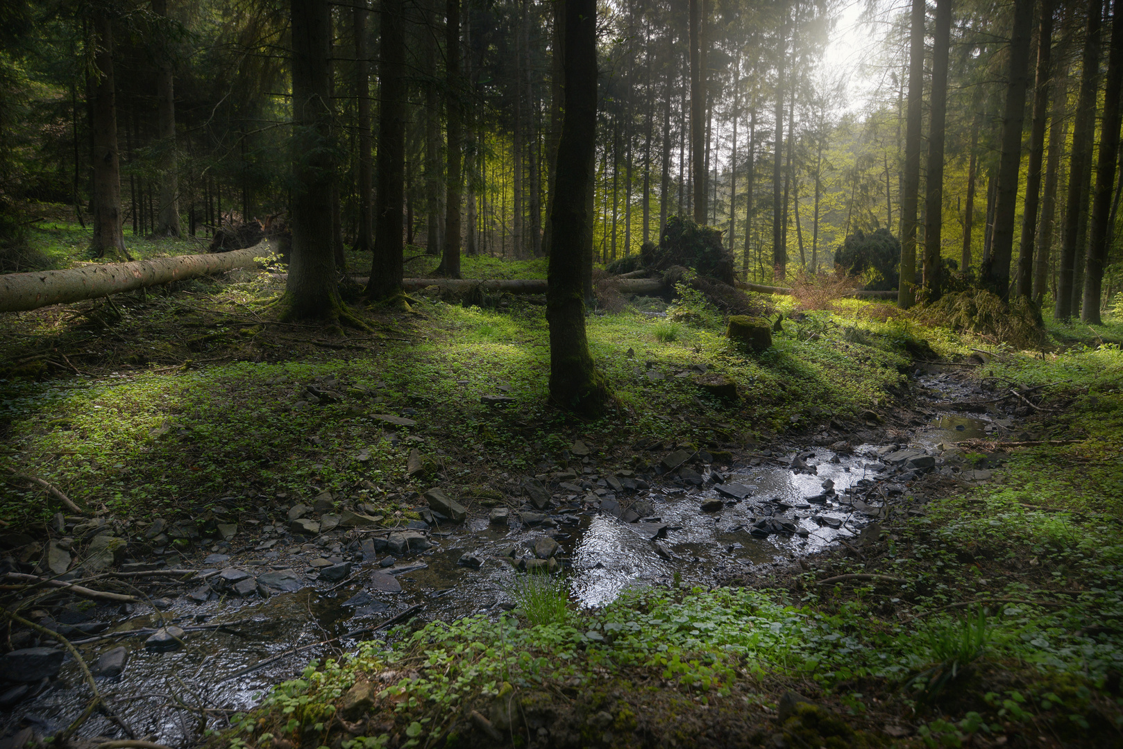 Im dunklen Wald