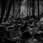 Im dunklen Wald 