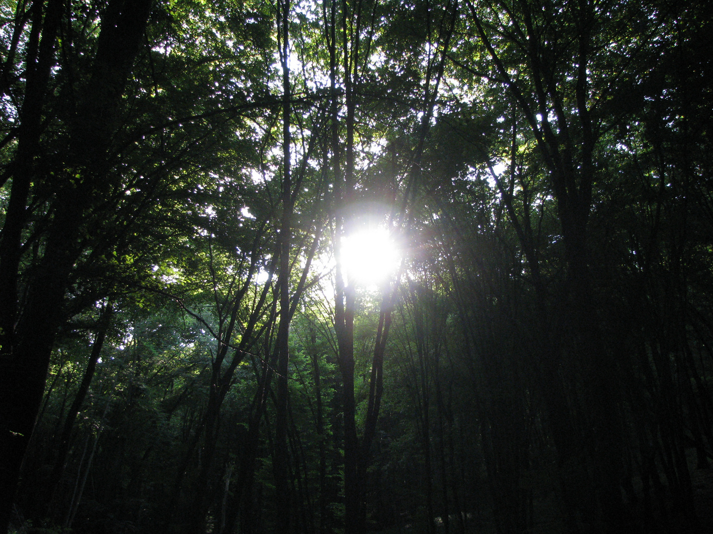 Im dunklen Wald