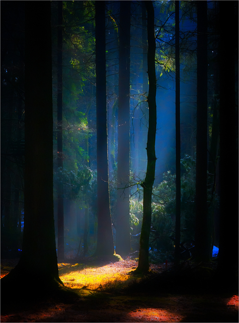 Im dunklen Wald