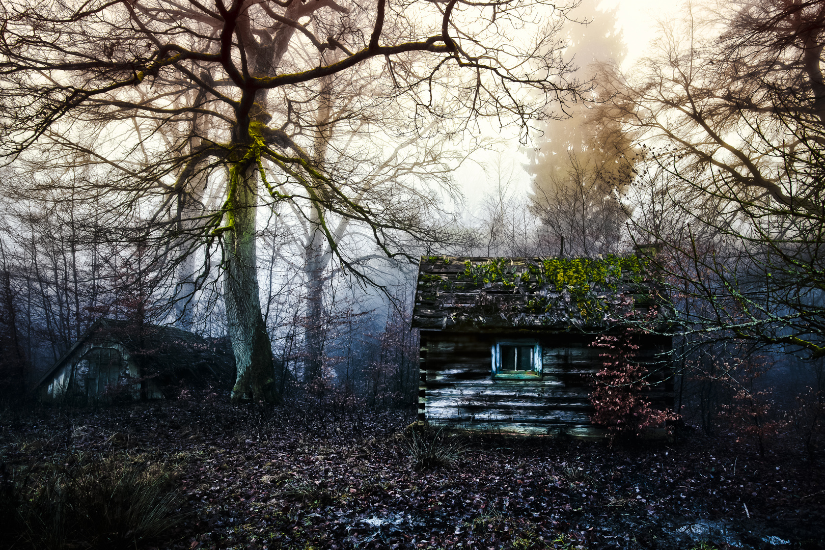 Im dunklen Wald