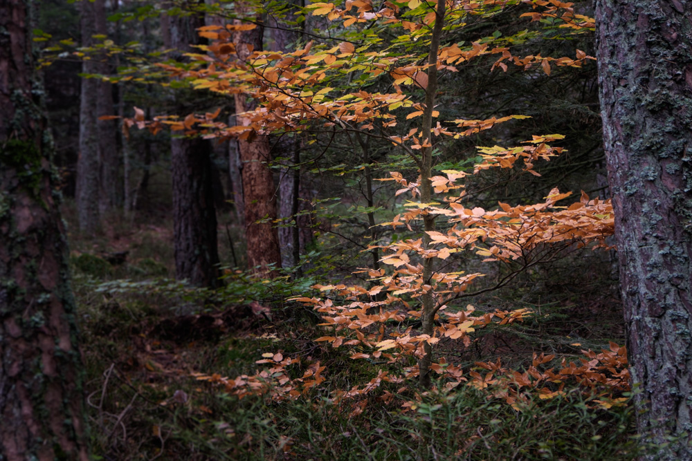 im dunklen Wald