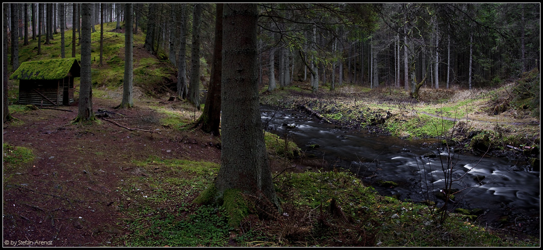 Im dunklen Wald