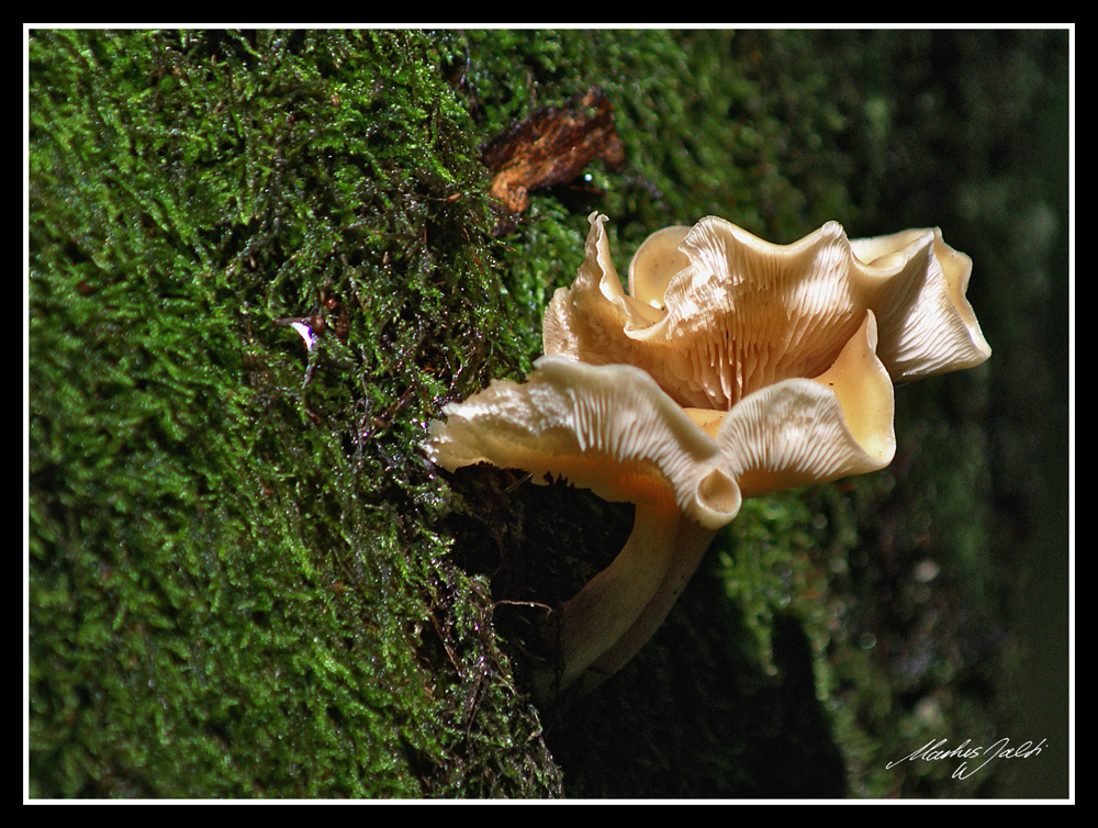 Im Dunklen Wald...