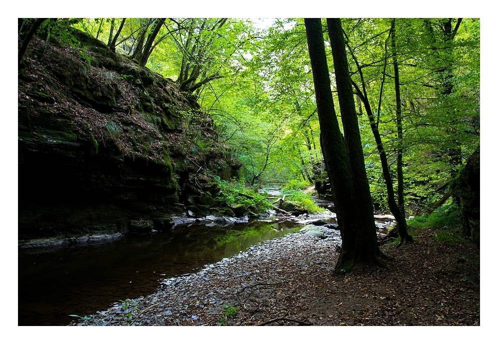 im dunklen wald der vulkaneifel