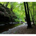 im dunklen wald der vulkaneifel