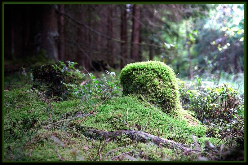 im dunklen Wald ein heller Platz