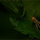 Im dunklen Wald