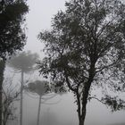 Im Dunst des Nebels