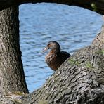 Im Durchblick sonnen