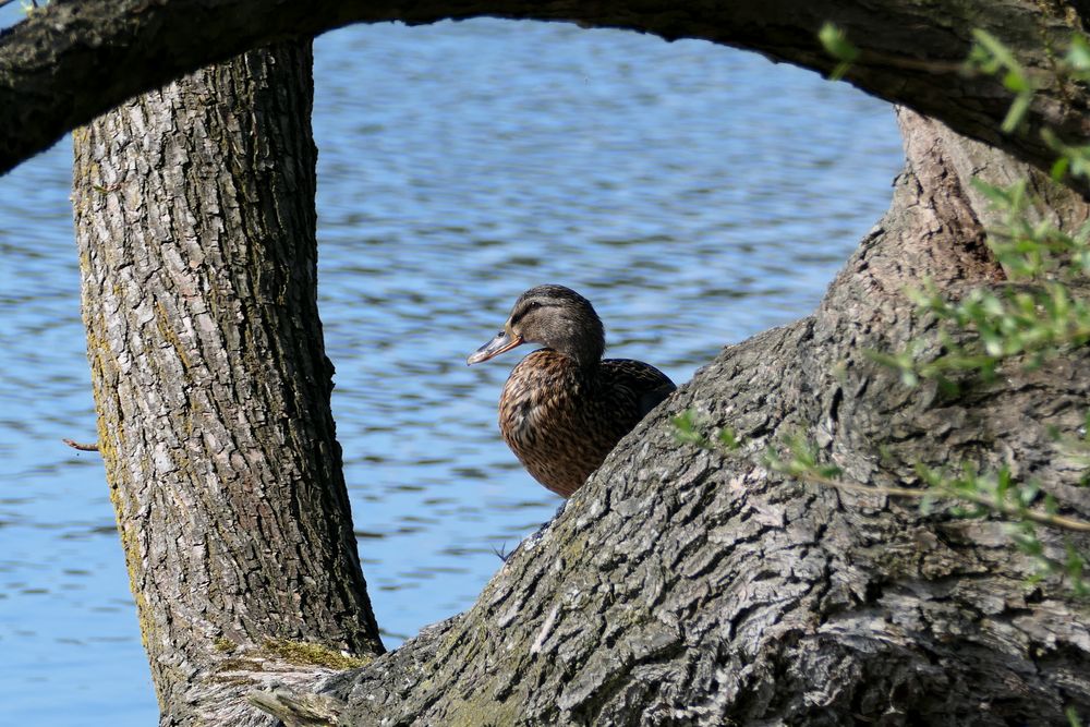 Im Durchblick sonnen