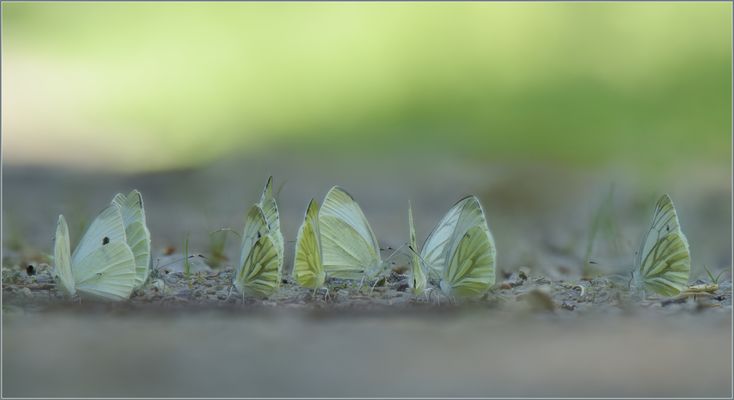 Im Dutzend billiger ...