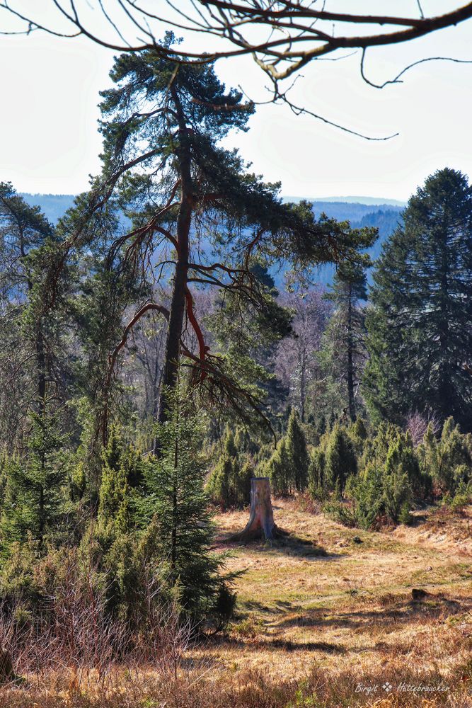 Im Ebbegebirge Foto & Bild wald, outdoor, natur Bilder auf