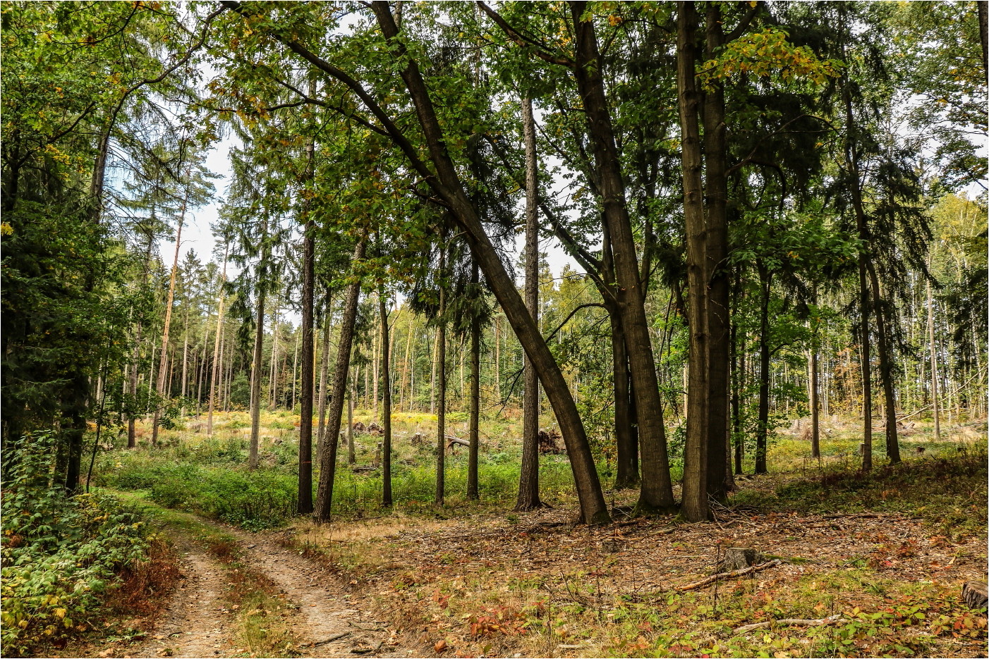 Im Ebersbacher Wald (1)