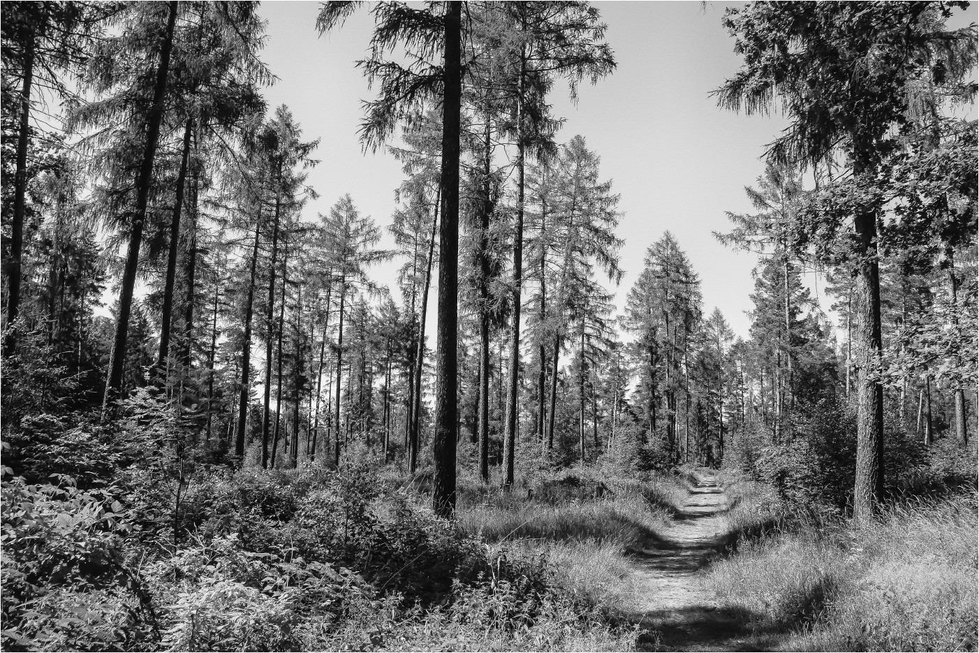 Im Ebersbacher Wald