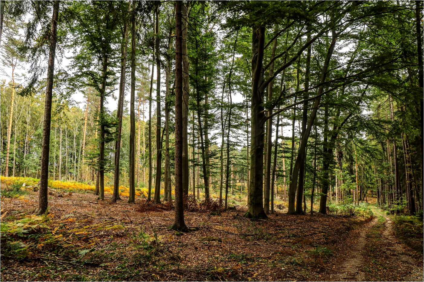 Im Ebersbacher Wald