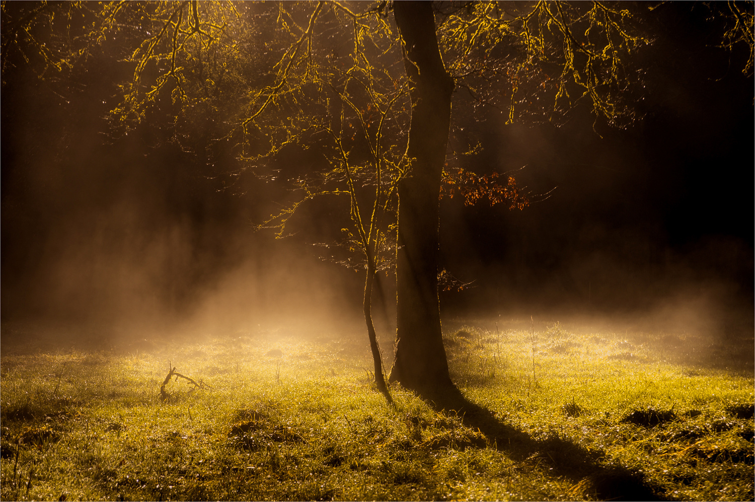 Im Ebersberger Forst am Morgen