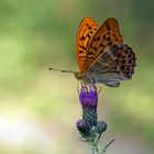 Im edelsten Kleid - Kaisermantel  (Argynnis paphia), Männchen