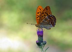 Im edelsten Kleid - Kaisermantel  (Argynnis paphia), Männchen