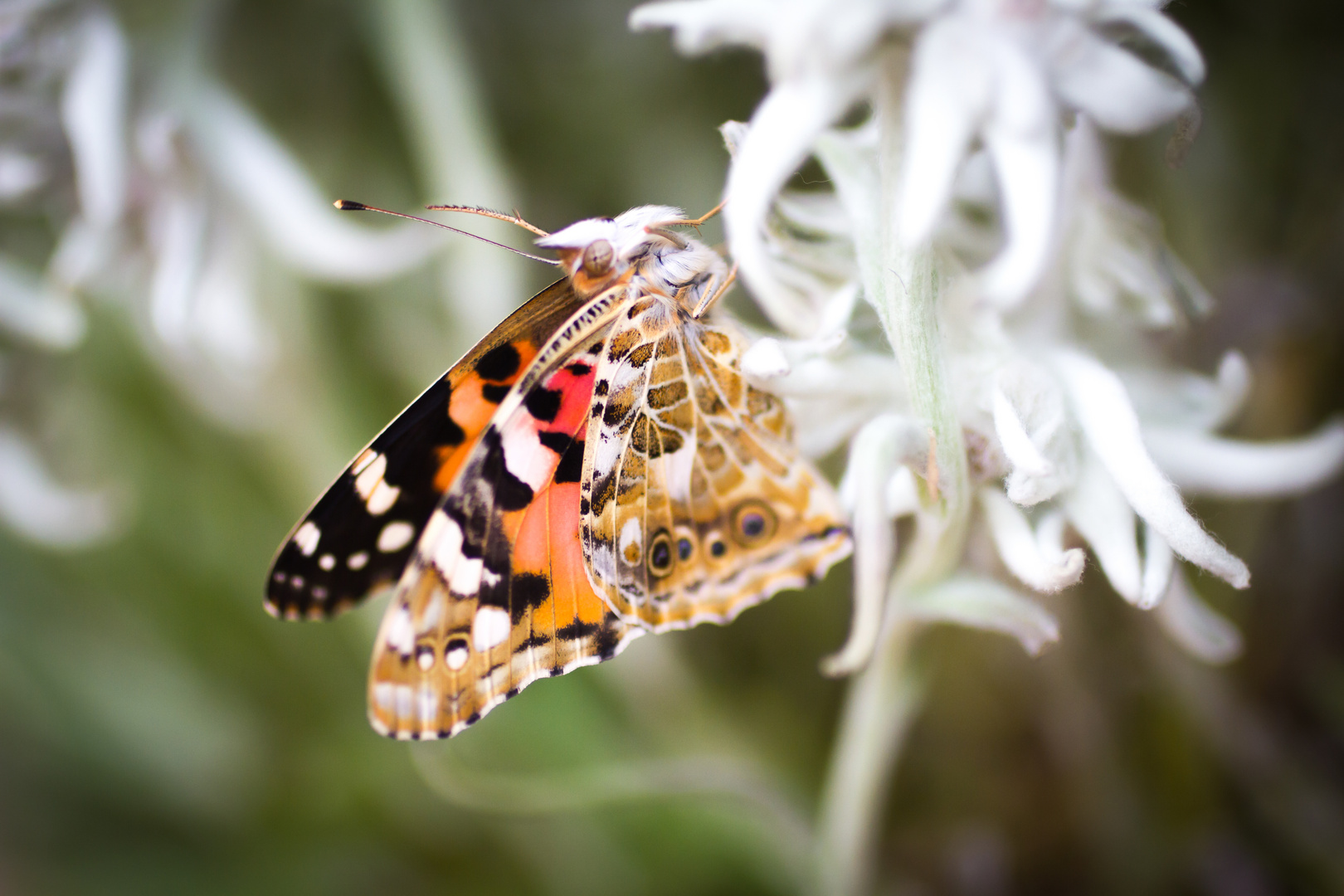 Im Edelweiss geschlüpft