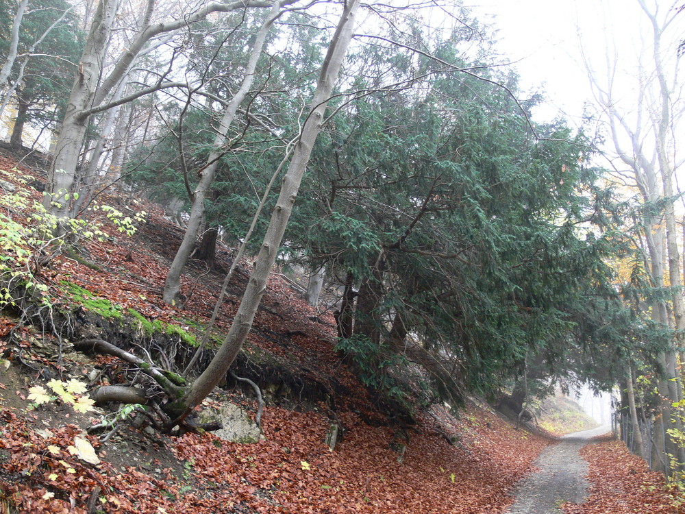 Im Eibengarten bei Neidhartshausen/Rhön