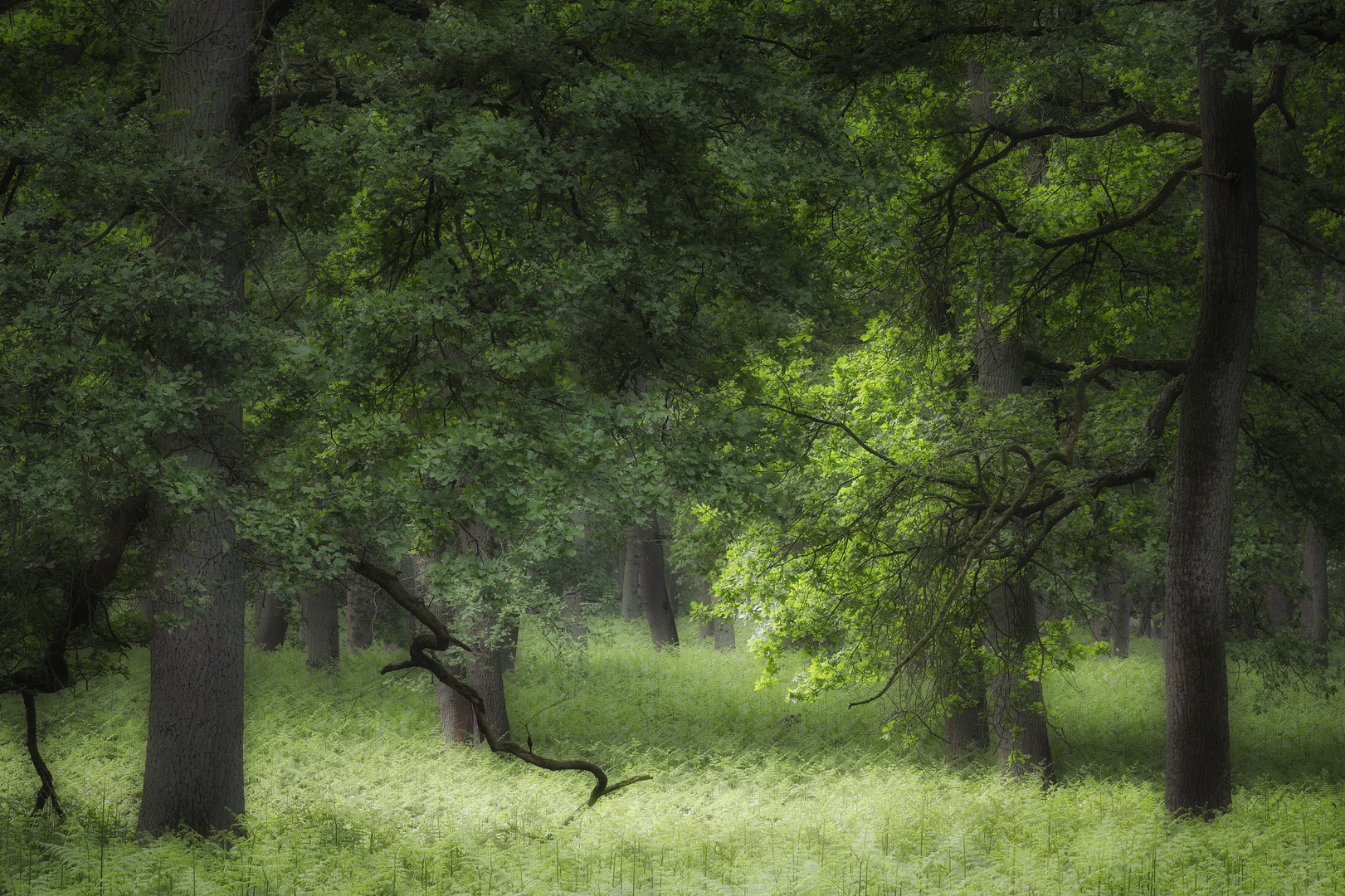 Im Eichen-Wald