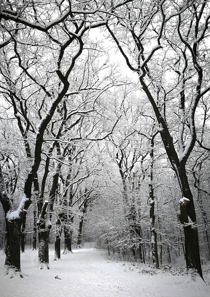 Im Eichenwäldchen, Aalen