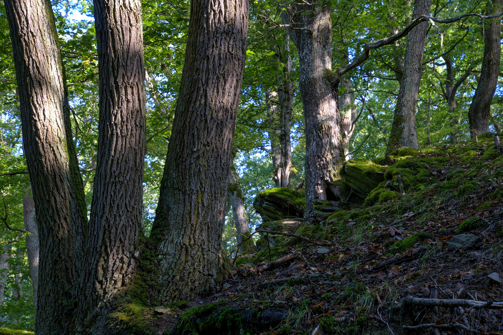 Im Eichenwald im Schiefergebirge