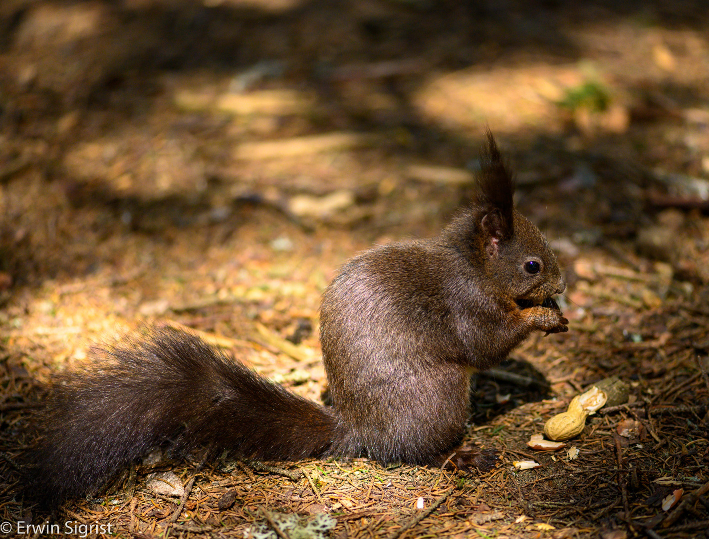 Im Eichhörnchen-Wald der Lenzerheide