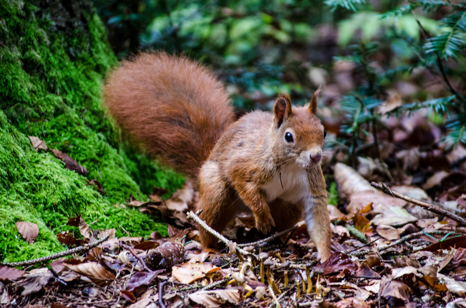 Im Eichhörnchenwald Foto &amp; Bild tiere, wildlife, wald Bilder auf