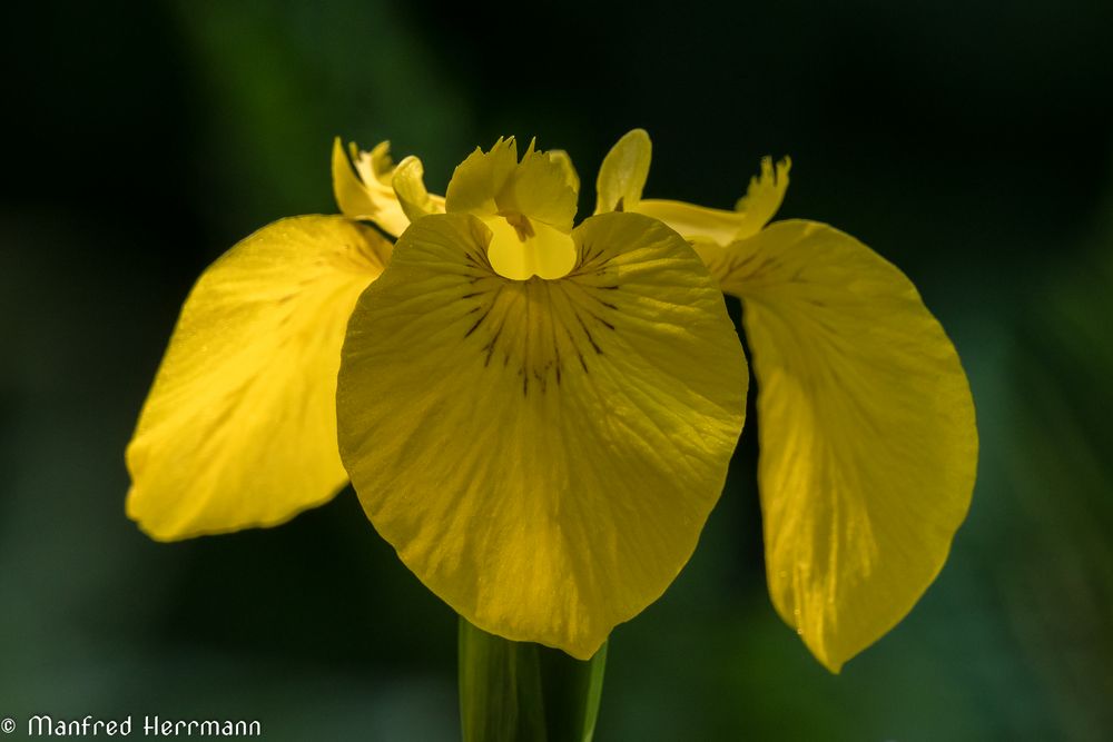 Im eigenen Garten #1